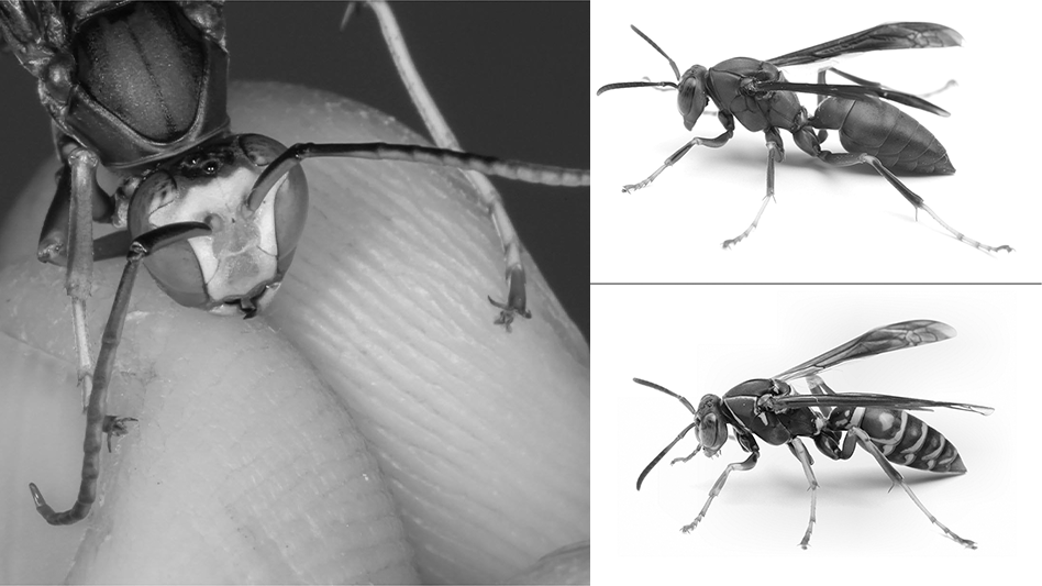 How to Identify and Manage Paper Wasps Pest Control Technology